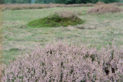 Image-1-20