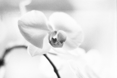1_Image-1-3