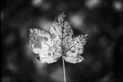 Image-1-13