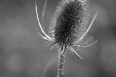 Image-1-17