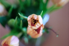 Image-1-3