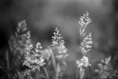 Image-1-35