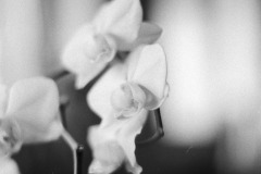Image-1-4