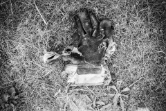 Image-1-1