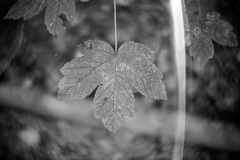 Image-13
