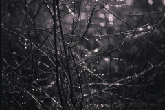 ADOX6-3