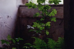 Image-1