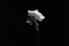 Image-1-15