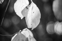 Image14