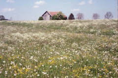 Image-36